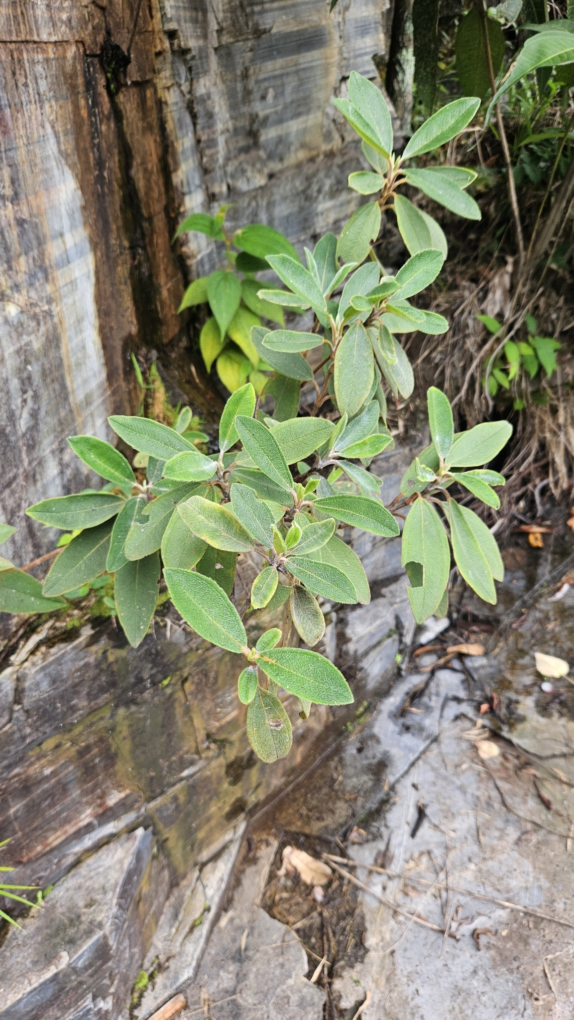 Macairea radula