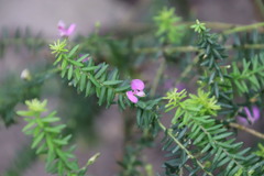 Polygala gazensis, photograph (c) Tony Rebelo, some rights reserved (CC BY-SA)