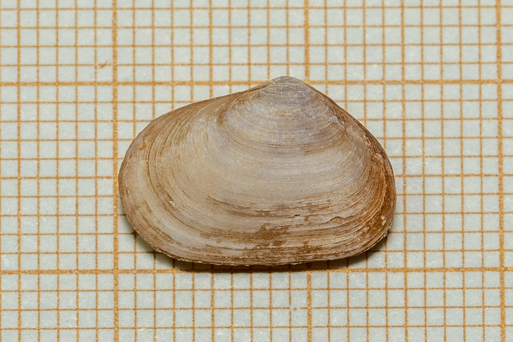 Pseudopythina