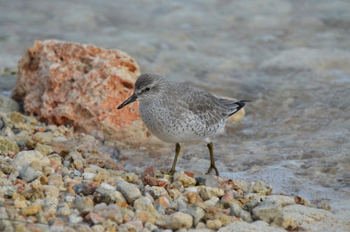 Correlimos gordo (Calidris canutus)