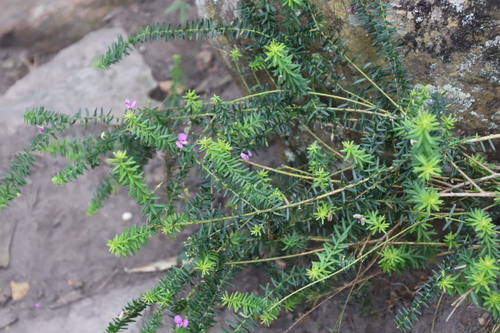 Polygala gazensis, photograph 5