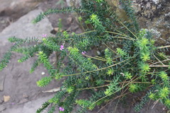 Polygala gazensis, photograph (c) Tony Rebelo, some rights reserved (CC BY-SA)
