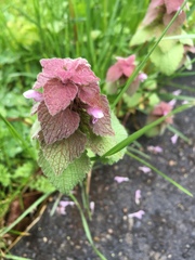 Lamium purpureum