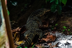 Varanus salvator salvator