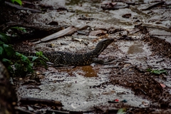 Varanus salvator salvator