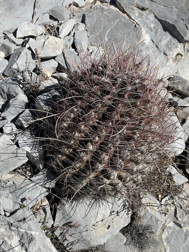 Turk S Head From Arteaga Coah Mx On January At Am By Mauricio L Inaturalist