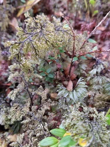 Hymenophyllum seselifolium, 2024-01-12