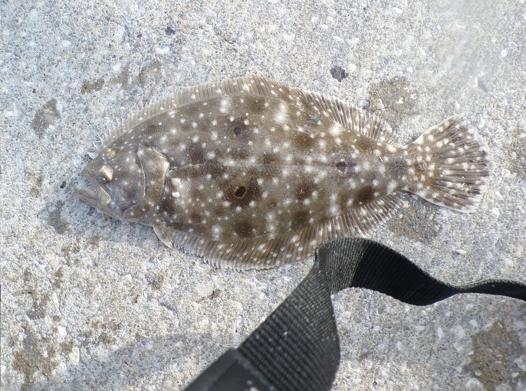 Gulf Flounder