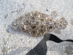 Gulf Flounder photo 4