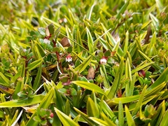 Gaultheria antarctica, photograph (c) Flavien Saboureau, some rights reserved (CC BY)