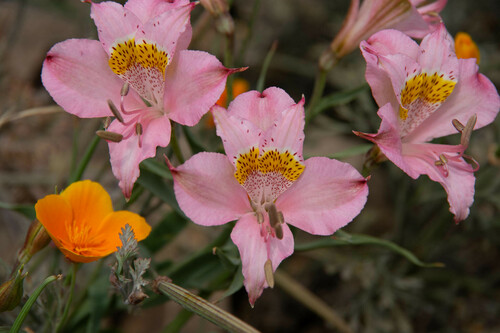 Alstroemeria pallida (Alstroemeria pallida)