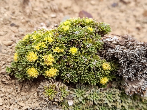 Image of Valeriana sedifolia by (c) Flavien Saboureau, some rights reserved (CC BY)