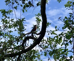 Turdus migratorius