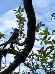 Turdus migratorius