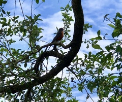 Turdus migratorius