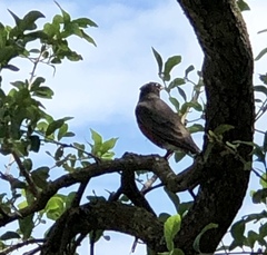 Turdus migratorius