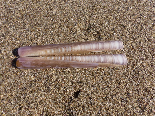 Kleine Schwertmuschel