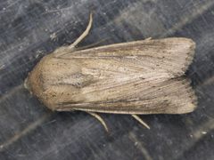 Leucania oaxacana