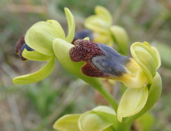 Hospital bee orchid (Ophrys hospitalis)