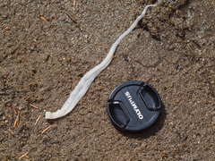 Cestoda