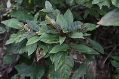 Mitriostigma axillare