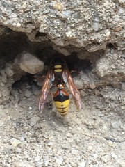 Delta unguiculatum