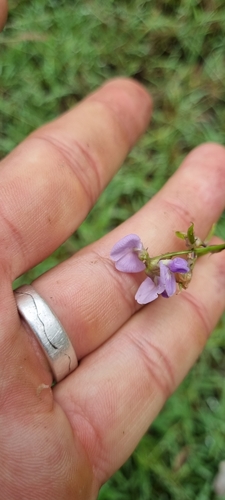 Image of Glycine tabacina by (c) murrayoke, some rights reserved (CC BY)