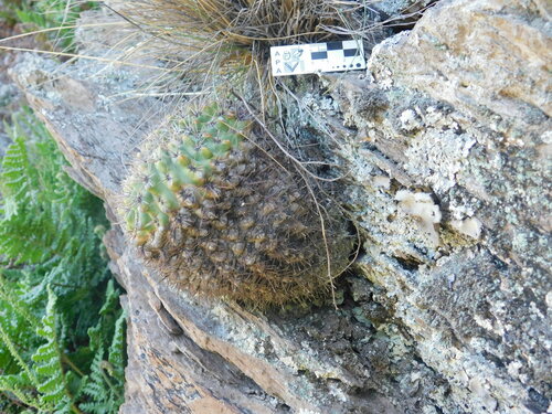 Gymnocalycium reductum