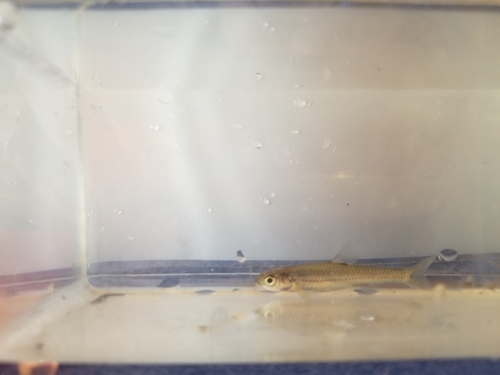 Miniellus missuriensis