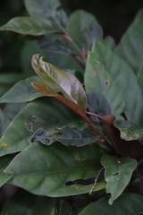 Mitriostigma axillare