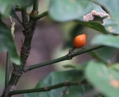 Mitriostigma axillare