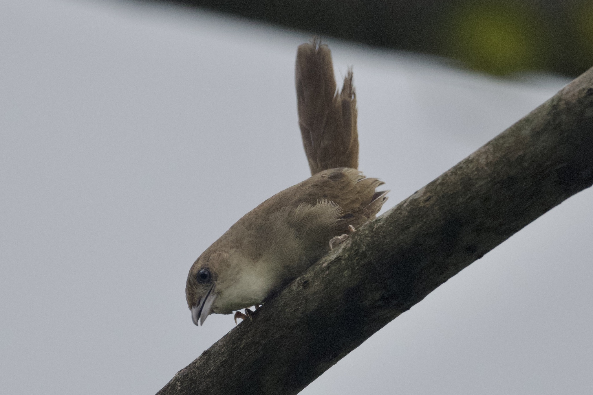 Plain Thornbird (Phacellodomus inornatus), photo 2