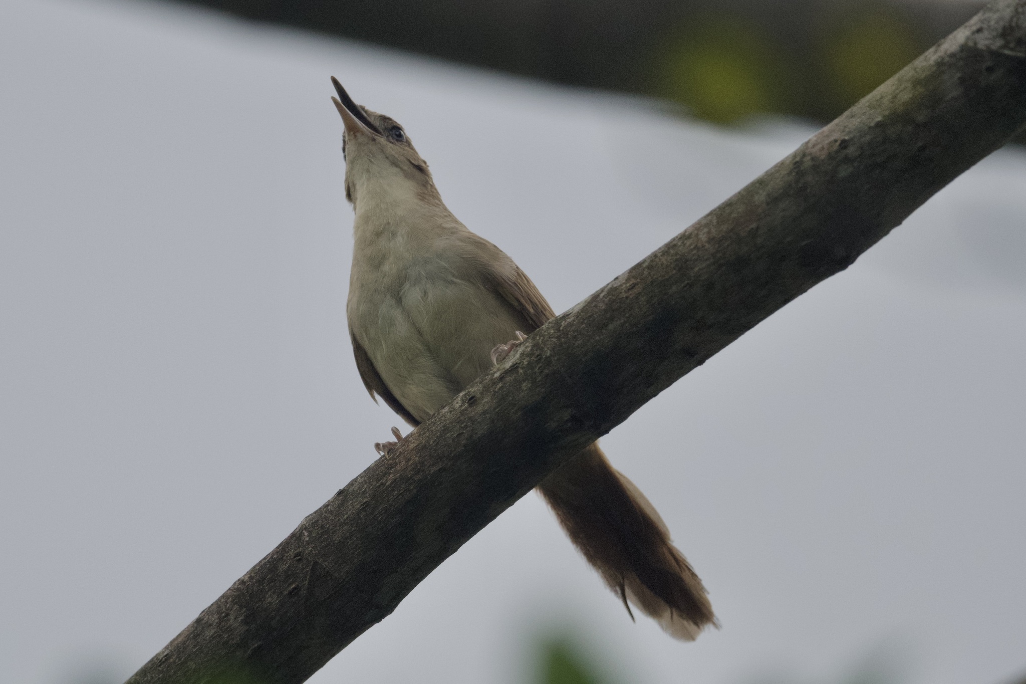 Plain Thornbird (Phacellodomus inornatus), photo 4