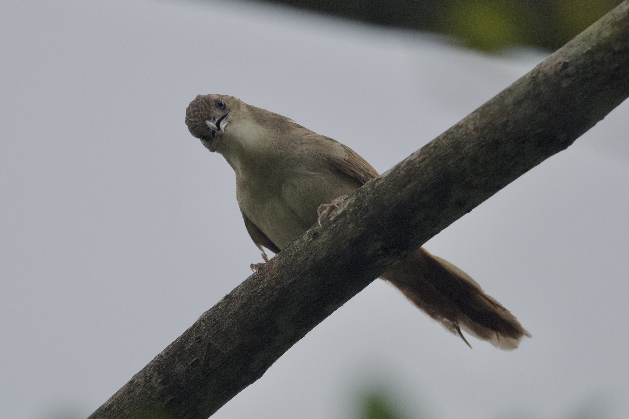 Plain Thornbird (Phacellodomus inornatus), photo 3