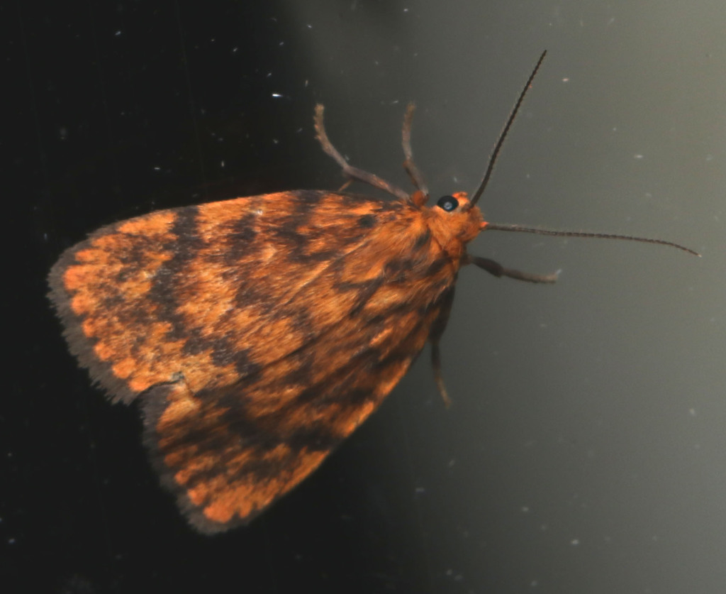 Cyme structa in December 2023 by juliegraham173 · iNaturalist