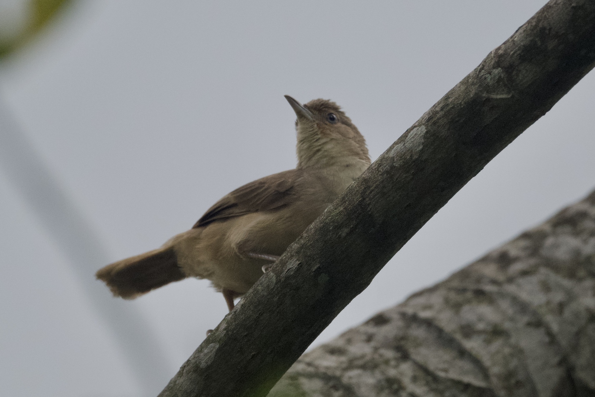 Plain Thornbird (Phacellodomus inornatus), photo 5