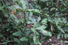 Mitriostigma axillare
