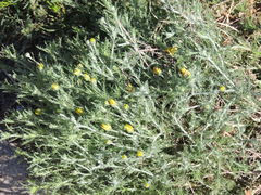 Xanthisma spinulosum