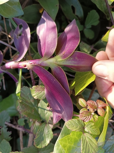 Foto de Lambari roxo