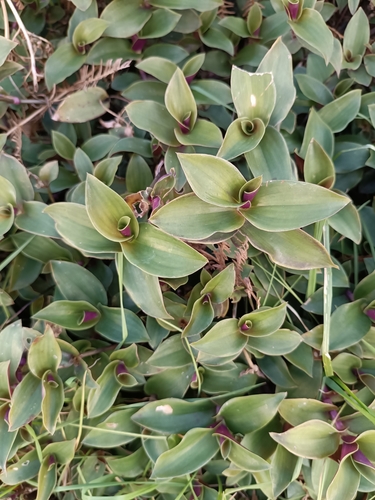 Foto de Lambari roxo