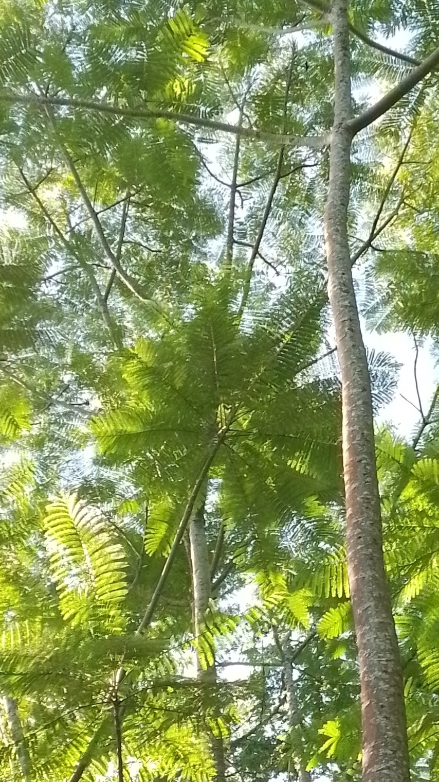 Imagem de Guapuruvu