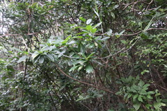 Mitriostigma axillare