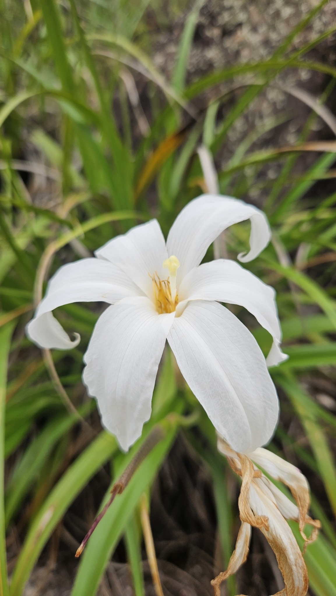 Vellozia tubiflora