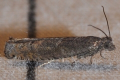 Pseudexentera mali