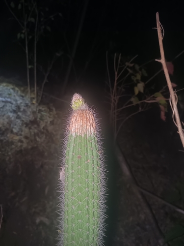 Image of Nyctocereus serpentinus by (c) Ricardo Betancourt Sánchez, some rights reserved (CC BY)