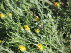 Xanthisma spinulosum