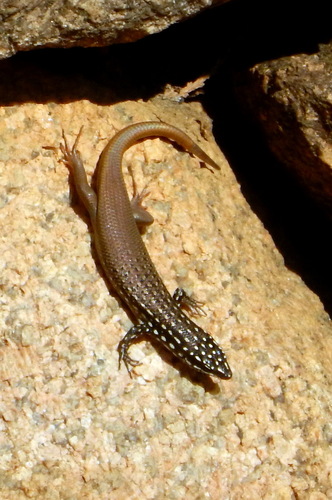 Gold-spotted Mabuya