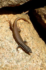 Gold-Spotted Mabuya photo 2