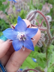 Borago officinalis
