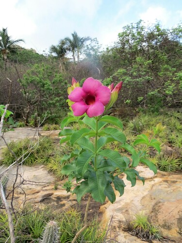 Allamanda blanchetii